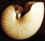 Nautilus 